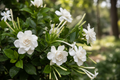 White Blossom Cactus
